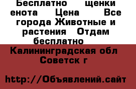 Бесплатно !!! щенки енота!! › Цена ­ 1 - Все города Животные и растения » Отдам бесплатно   . Калининградская обл.,Советск г.